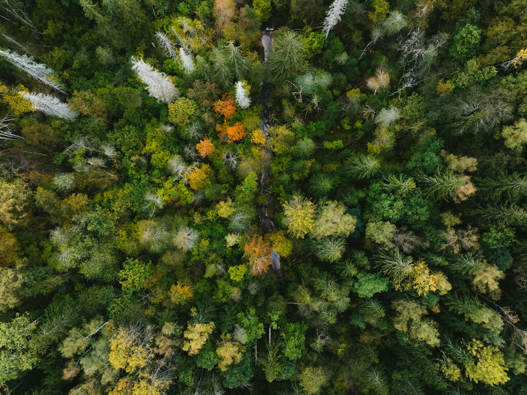 Vue aérienne d’une forêt, illustration des études de biodiversité du master GLOBE