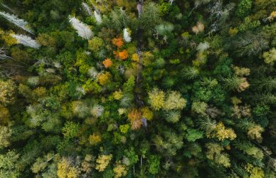 Vue aérienne d’une forêt, illustration des études de biodiversité du master GLOBE