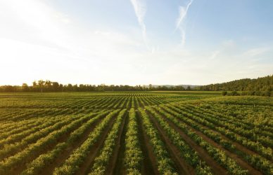 bourse Wageningen Africa 2027